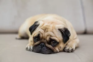 Seu cachorrinho ronca? Saiba como um dentista veterinário pode te ajudar!