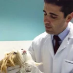 Cuidados com meu Pet