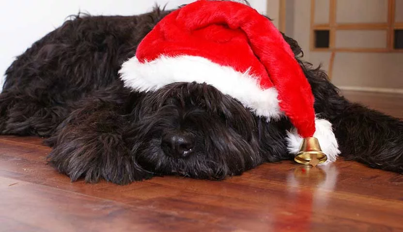 Boas Festas!