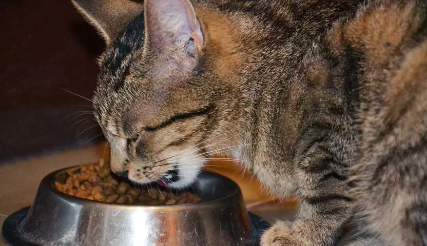 Anorexia em gatos