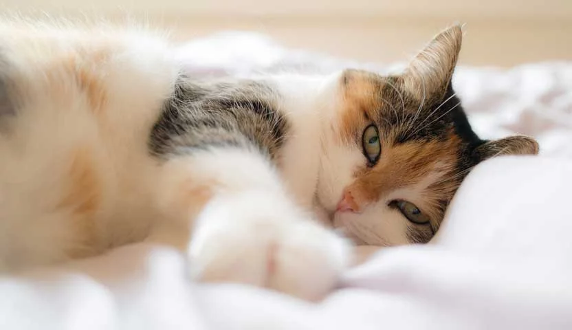 Sono do pet
