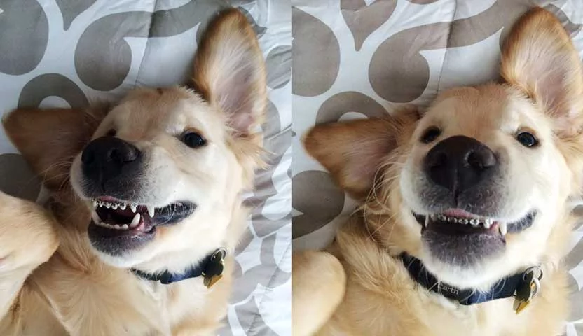 Cachorro de aparelho