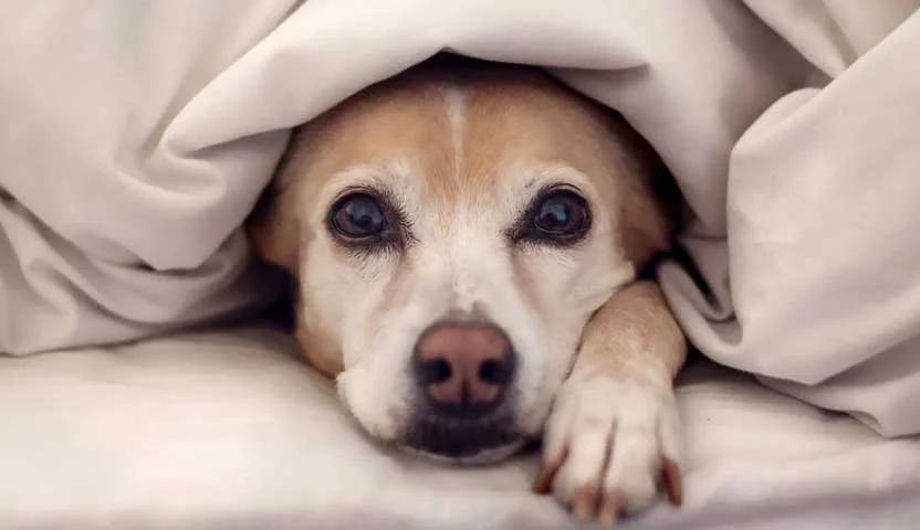 Animais no frio