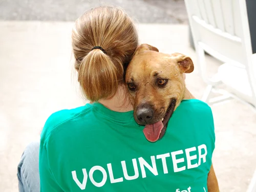 Voluntariado animal