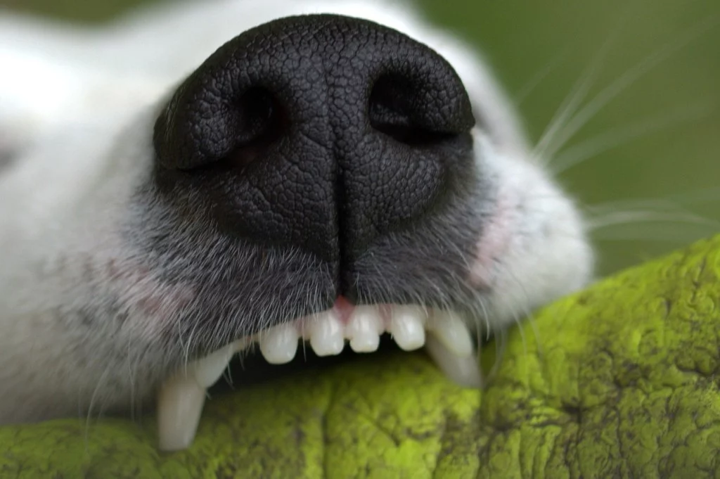 Limpeza no dente do pet