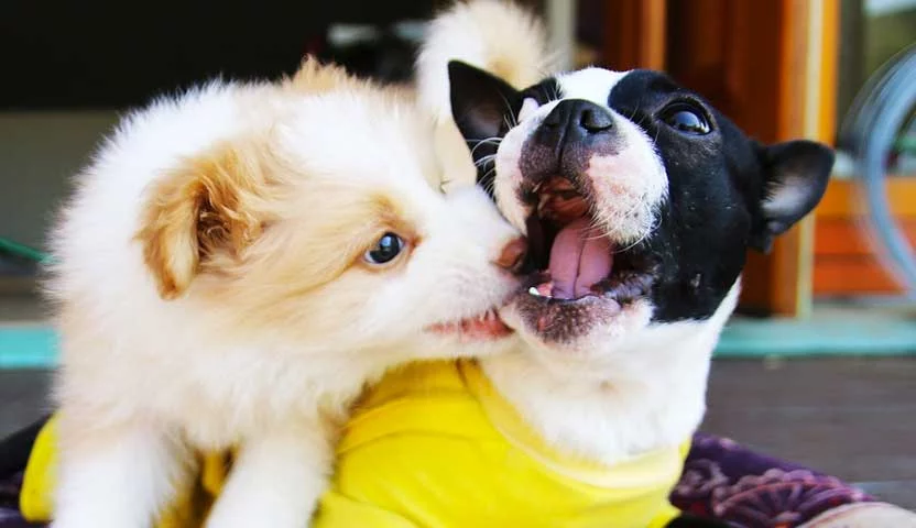 Dentes de leite dos filhotes