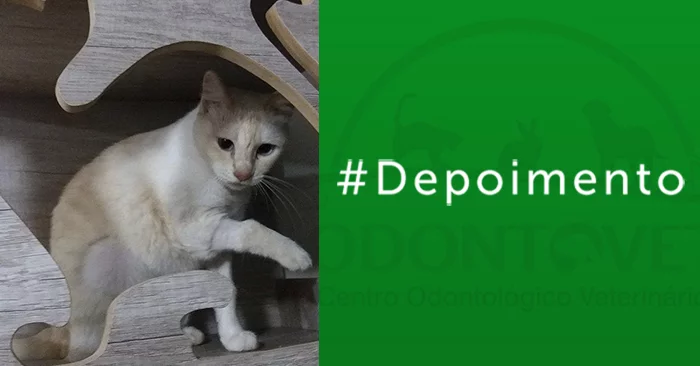 Resgate com final feliz