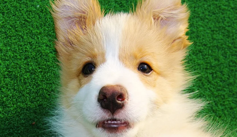 E se os dentes de leite do filhote não caírem?