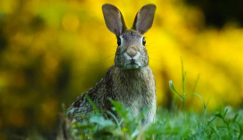 Curiosidades sobre os Coelhos
