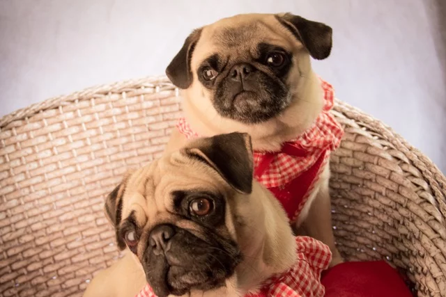 Pugs