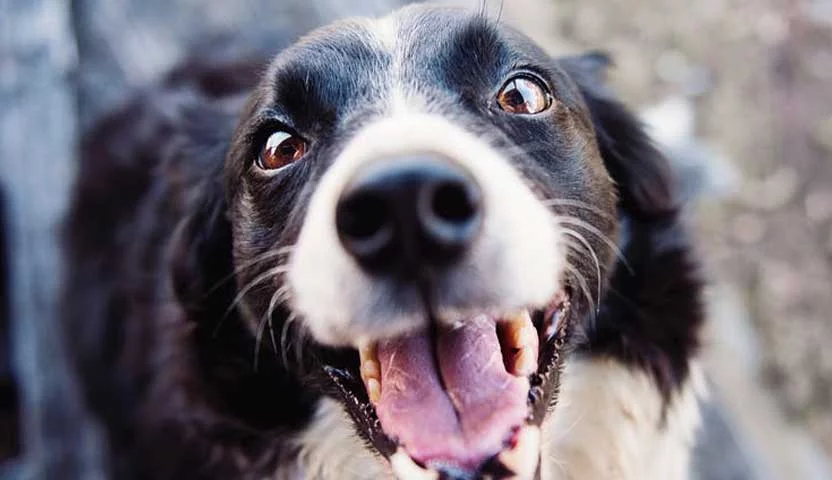 Mau hálito em cães