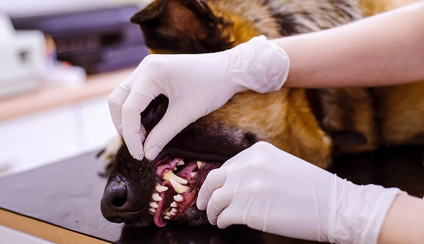 Dentista veterinário