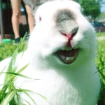 Os tipos e características dos dentes dos coelhos