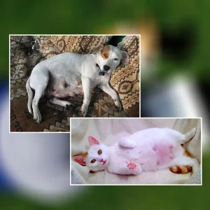 Pets grávidas