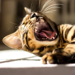 Problemas odontológicos comuns em gatos