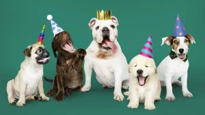 25 anos de Odontovet