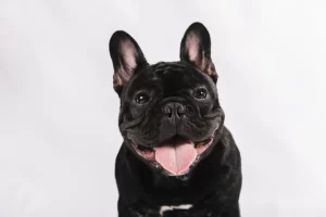 Como ensinar seu pet a fazer xixi no lugar certo