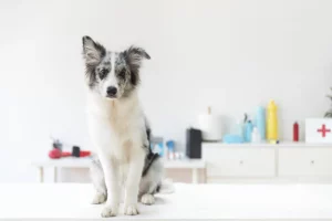 Anemia canina: sintomas e prevenção