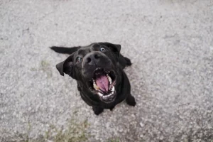 Gengivite em cães: entenda mais sobre a doença