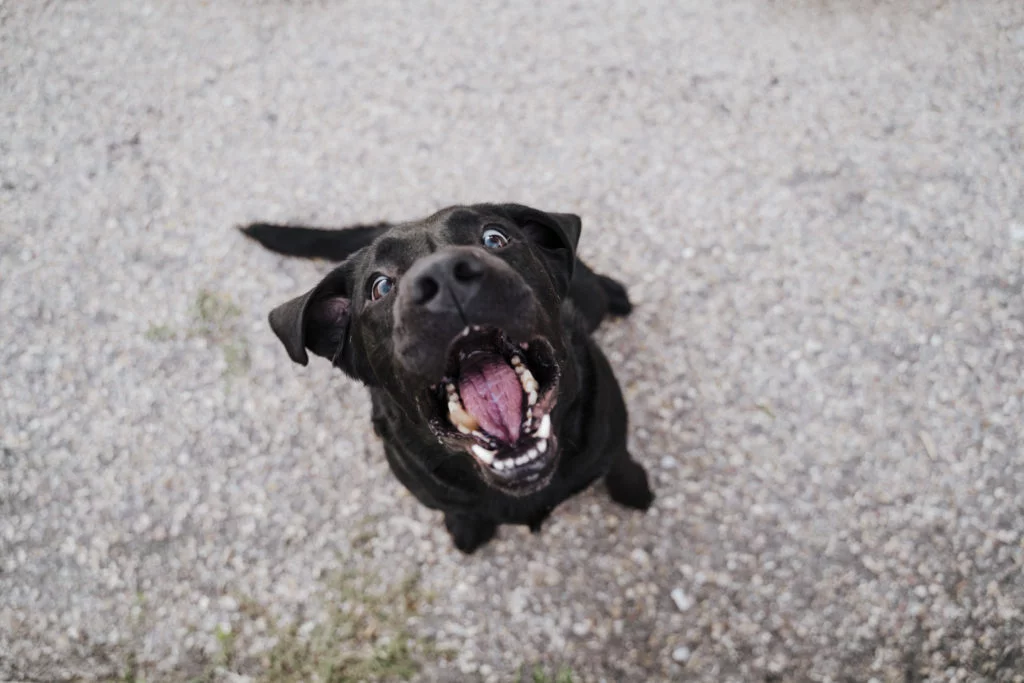 Gengivite em cães: entenda mais sobre a doença