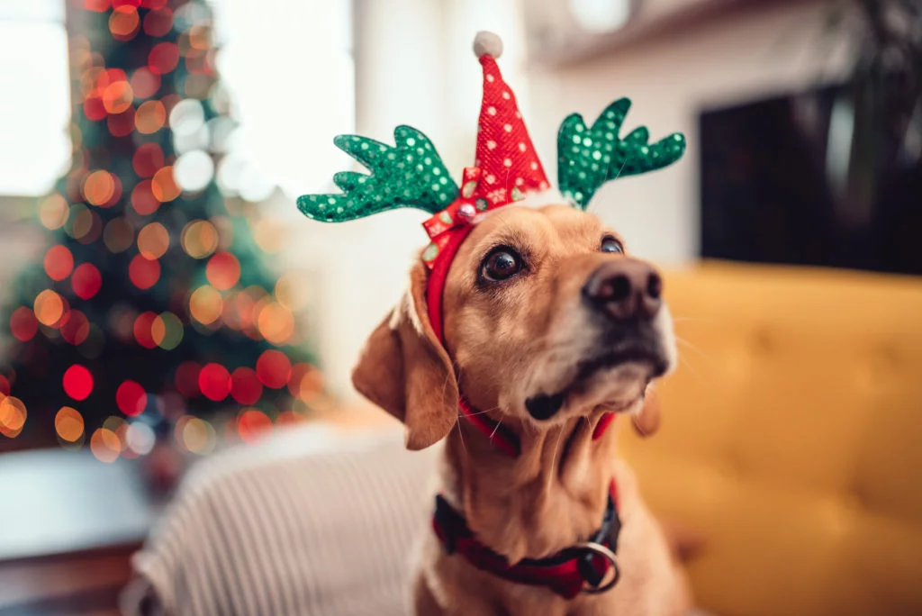 Cachorros e o fim de ano: dicas e cuidados