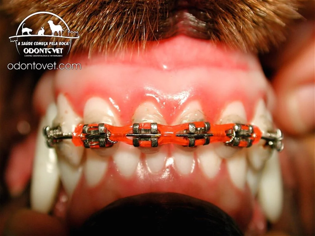 Aparelhos ortodônticos em pets: 3 benefícios que eles trazem para a saúde bucal dos pets