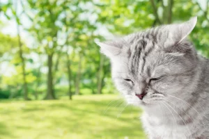Fique atento aos sinais de dor de dente nos pets