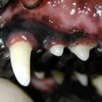 Aspecto normal do canino e dos 1° e 2° dentes pré-molares superiores de um cão. Dentes aparentemente limpos e gengiva aparetemente normal.