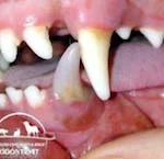 4) Dente canino inferior de cão escurecido indicando morte do dente sendo indicado tratamento de canal.