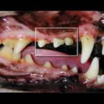 Vista lateral da boca de um paciente canino. Presença de tártaro e inflamação na gengiva (Doença periodontal).