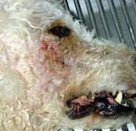 5) Inchaço e ferida abaixo do olho de um cão devido abscesso provocado pela fratura do quarto pré-molar superior esquerdo. Indicado radiografia e tratamento de canal.