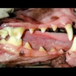 Vista lateral da boca de um paciente canino. Prensença de tártaro e inflamação na gengiva (Doença periodontal). Percebe-se retração da gengiva entre o 4°pré-molar e 1°molar superiores e também entre o 1° e 2° molares inferiores.