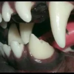 Fratura do canino inferior esquerdo com exposição da polpa e perda de grande parte da coroa. Indicado tratamento de canal e opção de reconstruir o dente com o fragmento de outro dente através de um banco de dentes.