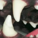 Canino inferior após tratamento de canal e colagem de um fragmento de um dente advindo de um banco de dentes.