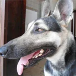 Pingo - O Cão que não abria a boca