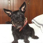 Sr. César - proprietário da Ulle