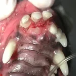 Paciente canino fraturou a maxila na região dos incisivos superiores. Nota-se o desalinhamento entre os dentes incisivos. Indicação de redução da fratura (recolocar no lugar) e aplicação de resina para manter imobilizado.