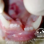 Paciente felino com fratura do queixo após queda de lugar alto. Nota-se o desalinhamento entre os dentes incisivos inferiores. Indicação de redução da fratura e imobilização para que ocorra a cicatrização.