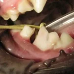 Paciente canino com fratura na mandíbula. O dente 10 molar inferior quebrou-se ao meio também. Deve-se fazer radiografia do local para planejar o tratamento.